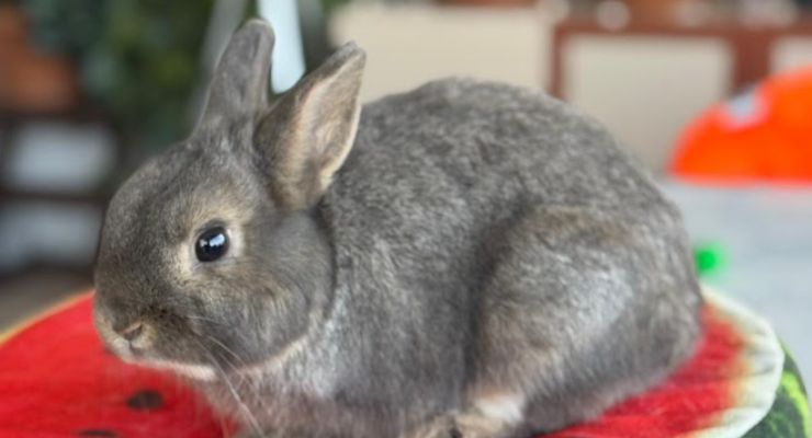Ankara Ev Tavşanı