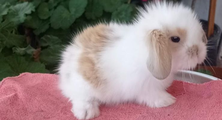 Ankara Hollanda Lop Tavşan